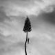 Manchester Orchestra - The Moth