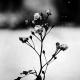 Chopin - Spring Waltz