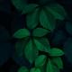 Taiko - Leaves
