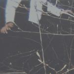 album image What Did You See? The Wilderness