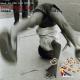 West Street Mob - Break Dance - Electric Boogie