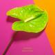Chillmore - Green Focus